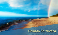 Gniazdo Kormorana